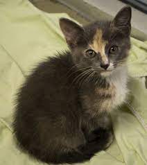 Are You My New Mama Kitten Adoption Humane Society Chihuahua Dogs Pets