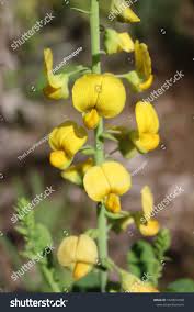 Image result for Crotalaria lotoides