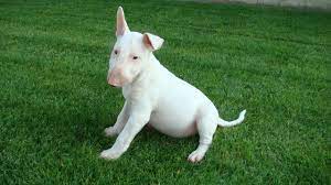 Answering all your bull terrier dog questions and helping you to decide if this is the right breed for the english bull terrier is a strong, muscular dog with a unique rounded head and a short, shiny coat. Big White Bull Terrier Youtube