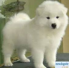 We did not find results for: Alaskan Malamute Husky Mix All White Pets Lovers