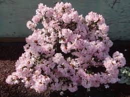 I Think That Pink Snowflakes Is The Cutest Dwarf Rhododendron That I Grow Even Though I Have Other Cultivars That Are Fa Tiny Flowers Rhododendron Soft Pink
