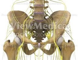 Maybe you would like to learn more about one of these? Viewmedica Stock Art Pelvis With Nerves Anterior View