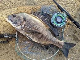 感謝來自日本的 kurodaikoshien 分享 山茶好美 原文 カメリアが美しい d quapni camellia85t lizard fish animals