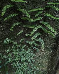 Image result for Arthropteris