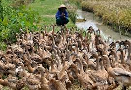 Bertelur.karena bebek merupakan spesies unggas.!semoga bermanfaat. 10 Cara Ternak Bebek Terlengkap