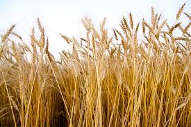When using wheat to improve very poor soil, mixing a balanced organic fertilizer into the soil before planting will give better results. The Truth About Toxic Wheat