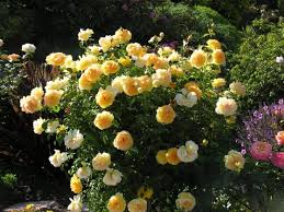 We did not find results for: Piece Of Eden Rosa Molineux Rose Garden Design David Austin Roses Rose