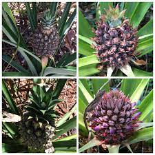 Pin By Dewey Mister Aeroponics On Growing With The Dewey Mister Aeroponics System Pineapple Planting Plants Ripe Fruit