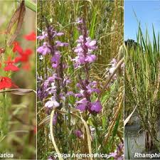 Image result for Striga asiatica