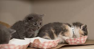 Omnivores and scavengers feed on a wide variety of foods and are species that eat both plants and animals as their primary food source. Why Can T My Cat Be Vegan Aspca