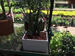 Vivero La Ceiba Macetas Listas Para Decorar Tus Facebook