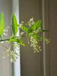 Image result for Cestrum nocturnum