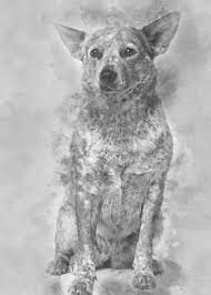 We did not find results for: Australian Cattle Dog Posters Art Prints Wall Art Displate
