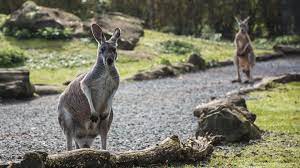 We did not find results for: Dave The Kangaroo Archives This Is The Bronx