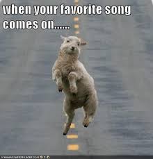 When Your Favorite Song Comes On Animal Comedy Animal Comedy Funny Animals Animal Gifs