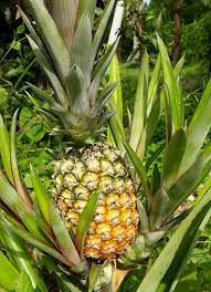 Maybe you would like to learn more about one of these? Hang Kebun Pelbagai Jenis Nanas