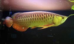 asian arowana freshwater fish fanatics