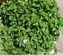 Image result for Asystasia