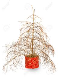 276.000+ vektoren, stockfotos und psd. Weihnachtsbaum Ohne Nadeln Isoliert Auf Weissem Hintergrund Lizenzfreie Fotos Bilder Und Stock Fotografie Image 39546413