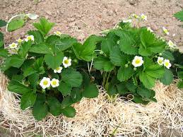 In deutschland beginnt ende mai die erdbeersaison. Erdbeere Pflanze Mit Bluten Medienwerkstatt Wissen C 2006 2021 Medienwerkstatt