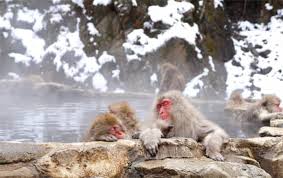 Tercatat ada lebih dari 80.000 spesies yang tinggal di sana. Ayo Berkenalan Dengan Hewan Liar Khas Jepang Matcha Situs Wisata Jepang