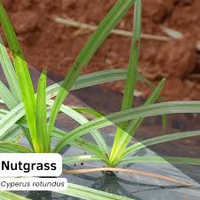 Image result for Cyperus rotundus