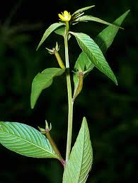 Image result for Ludwigia octovalvis