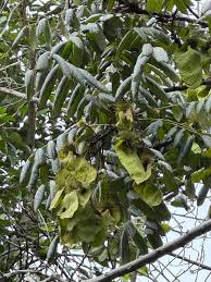 Image result for Centrolobium