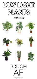 Foliage comes in a variety of colors including, plain green, speckled, blotched and even variegated types. 9 Actual Low Light Plants No Really Posh Pennies Low Light Indoor Plants Indoor Tree Plants Wall Plants Indoor