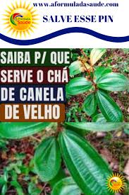 Para Que Serve O Remédio Canela De Velho Voce Conhece Canela De Velho Saiba Para Que Serve E Como Fazer O Cha Dessa Planta Poderosa A Formula Da Saude Melhores Planos De Saude Canela De Velho Plantas