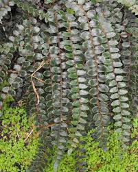 Image result for Pellaea dura