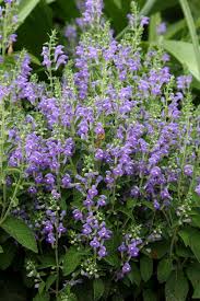 Image result for Scutellaria