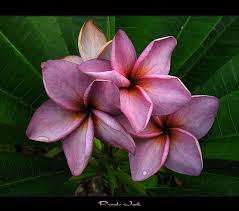 The Plumeria Purple Jack Rare Flowers Unusual Flowers Plumeria Flowers