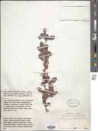 Image result for Gymnosporia pubescens