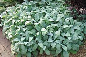 Image result for Stomatanthes helenae