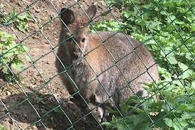 Tyrolienne, jeux gonflables, trampolines géants… et dès le 8 juin 2019, l'ouverture de l'aire des jeux ding'eau, plateforme de. Lot Et Garonne Un Kangourou Recherche Apres S Etre Echappe D Un Parc Animalier Le Republicain Lot Et Garonne