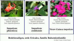 Image result for Impatiens zombensis