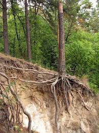 The Roots Of Pine Trees Over The Stock Image Colourbox