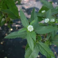 Image result for Eclipta prostrata