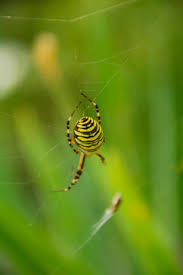 Bei der wespenspinne handelt es sich um eine spinne, die gelb schwarz und weiß ist. Tigerspinne Stock Photos And Royalty Free Images Vectors And Illustrations Adobe Stock