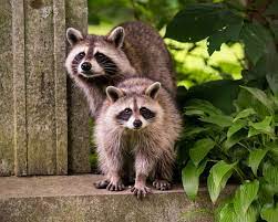 Identifying 14 Common Chicken Predators And How To Protect Them World Birds Spirit Animal Raccoon