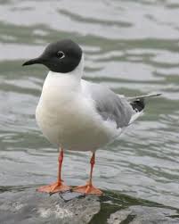Black Bird With Blue Neck Ontario Bonaparte S Gull Sea Birds Bird Life List Ontario Birds