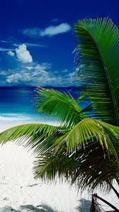 We did not find results for: Free Download Tropical Beach Iphone Wallpaper Download Iphone Wallpapers And 640x1136 For Your Desktop Mobile Tablet Explore 43 Tropical Beach Phone Wallpaper Tropical Pictures Wallpaper Caribbean Beach Wallpaper