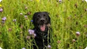 Florida labradors, cape coral, florida. Kd9jesh8urgjcm