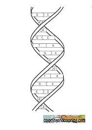 Coat color dna testing options include: Dna Coloring Activity Color Worksheets Dna Worksheet Worksheets For Kids