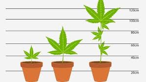 Wer marihuana anbaut und rauchen will, sollte die marihuana ernte gewissenhaft ausführen und die blüten akkurat trocknen, damit es nicht vergeblich war. Homegrowing Und Die Justiz Je Grosser Die Pflanze Desto Hoher Die Strafe Leben Themen Puls