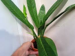 Philodendron campii 'Lynette' - Tropics @Home
