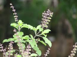 Image result for Ocimum lamiifolium