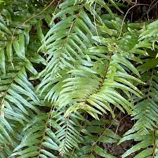 Image result for Drynaria