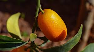 Kumquats, unlike other fruits, have a sour flesh and a sweet rind. How To Eat Kumquats Taste Test In The Kitchen With Matt